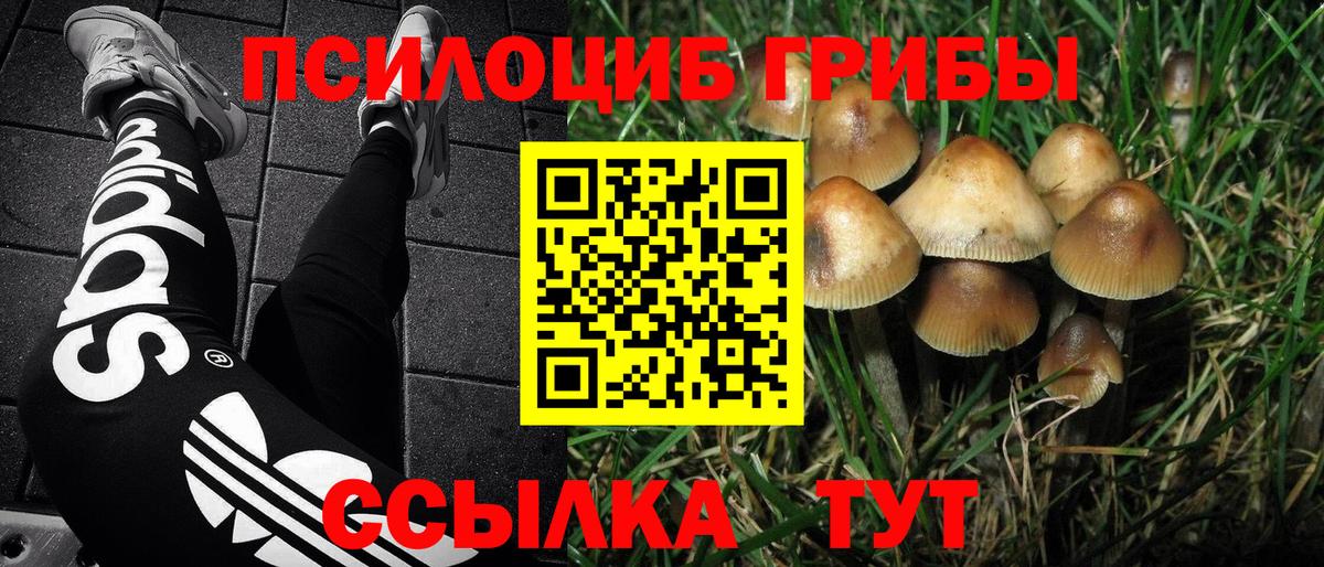 Галлюциногенные грибы Psilocybe Зеленогорск